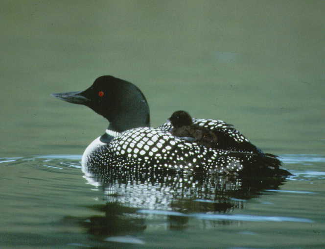Loon Onboard - Minnesota State Bird (no, it's not the mosquito!)